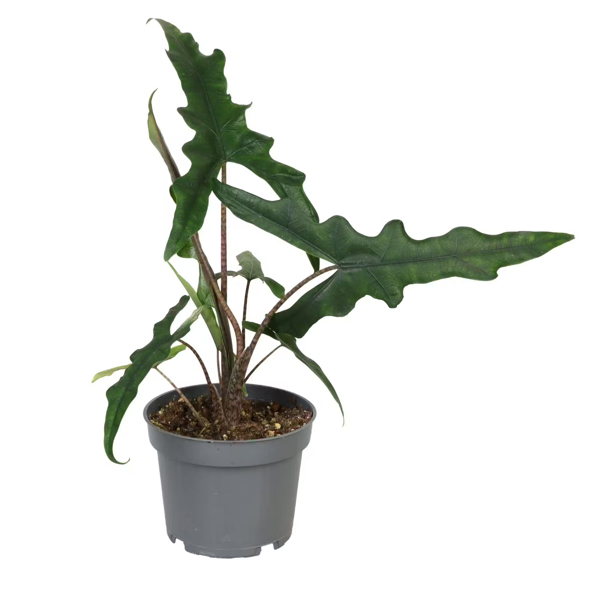 Alocasia Sulawesi Sabrina Narrow
